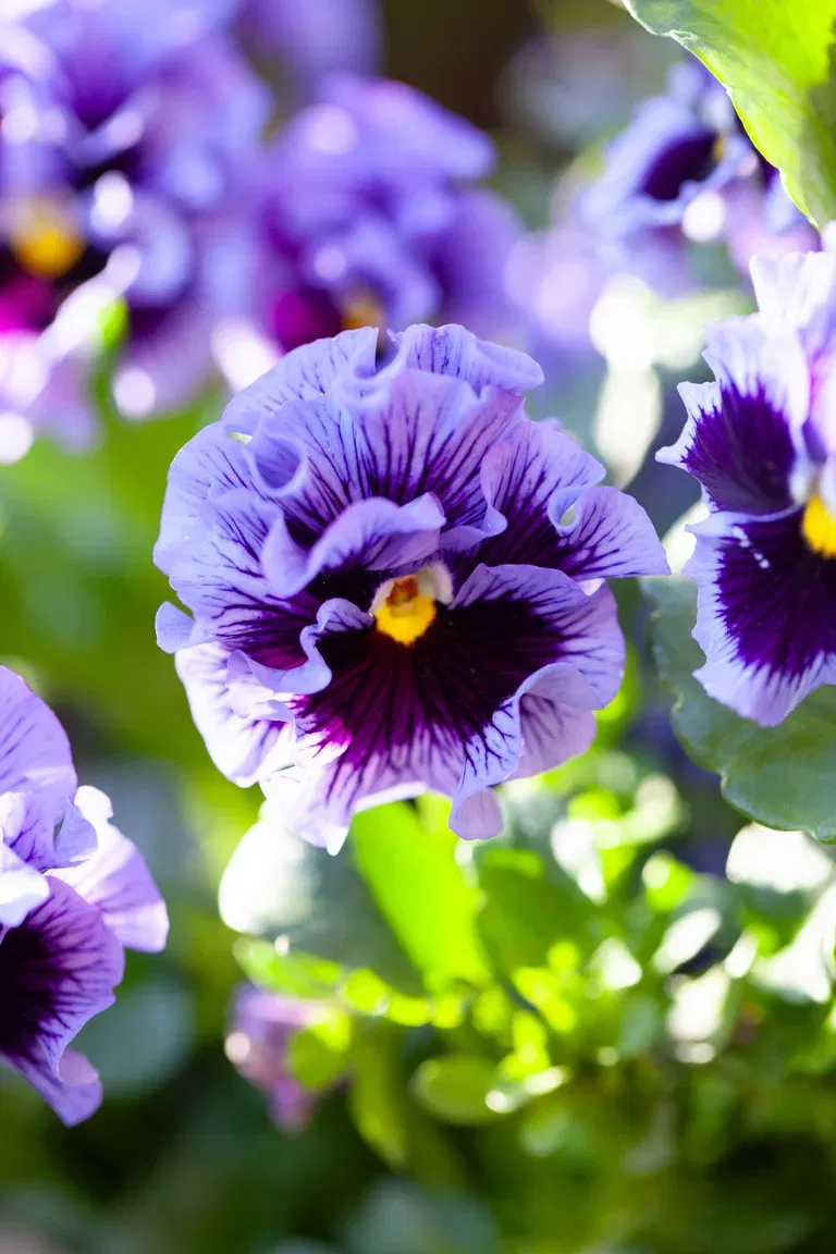 Viola 'Årets pensé 2025' - 8.5 cm Pot